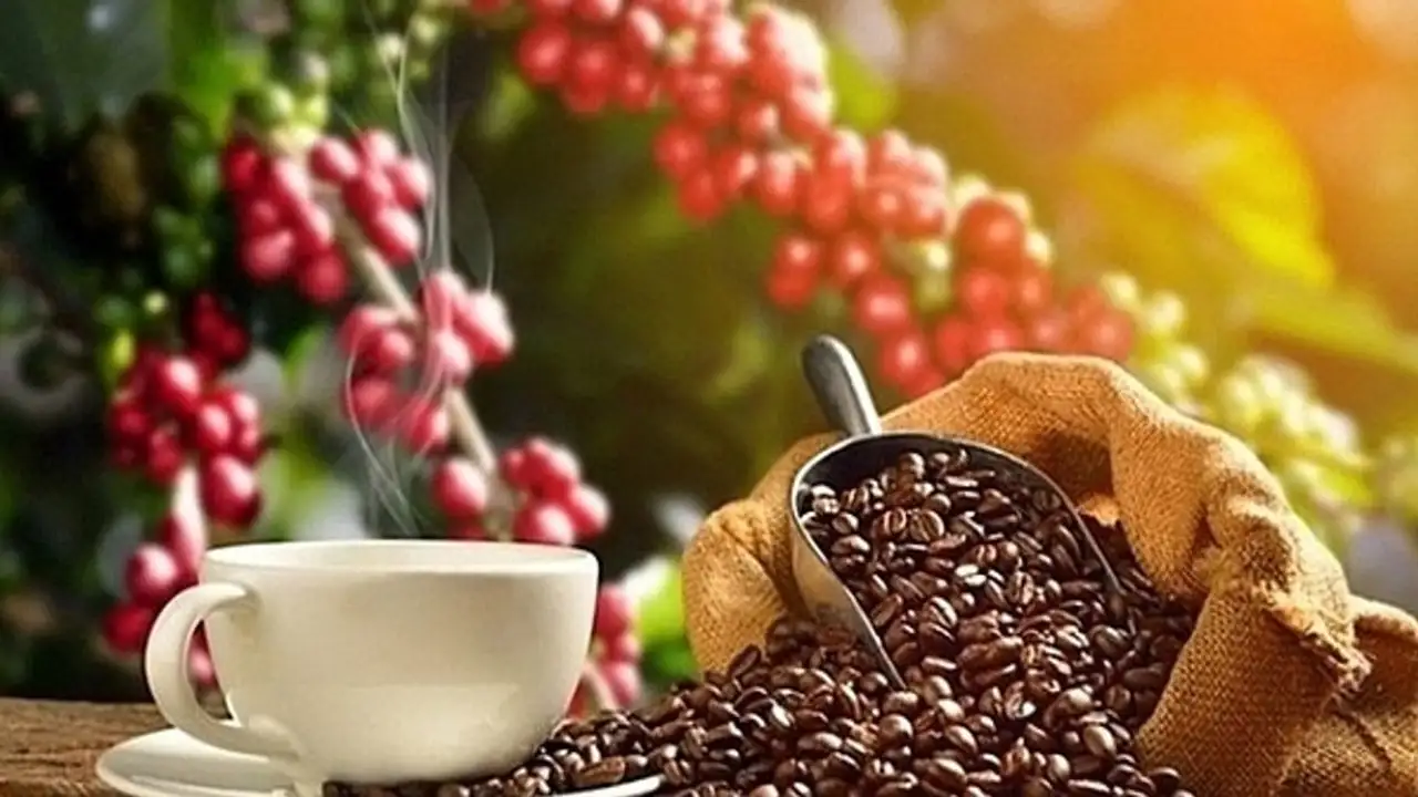 سعر بن روبوستا يتراجع 170 دولاراً للطن مسجلاً أدنى مستوى في 7 أشهر